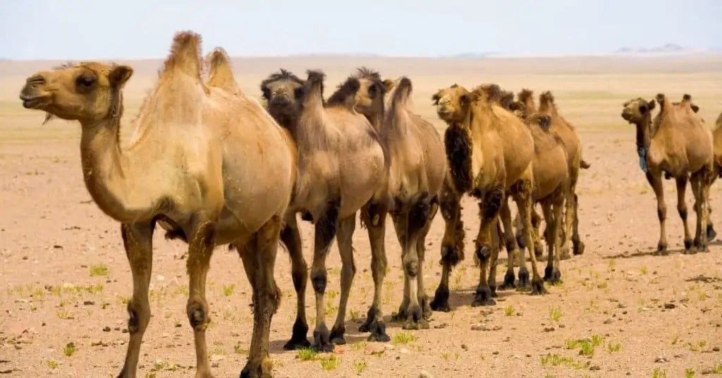 camels in the desert to represent hump day
