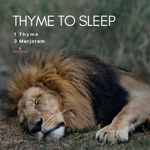 sleeping lion with text for a sleep essential oil diffuser blend