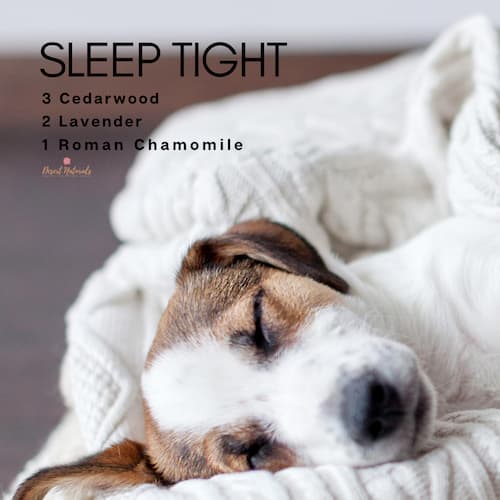 dog sleeping with text for an essential oil sleep diffuser blend