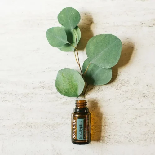 bottle of doTERRA Eucalyptus essential oil with eucalyptus leaves