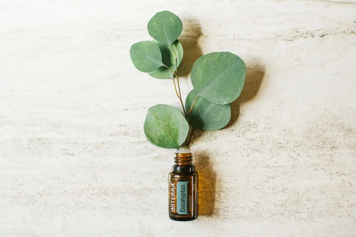 bottle of doTERRA Eucalyptus essential oil with eucalyptus leaves