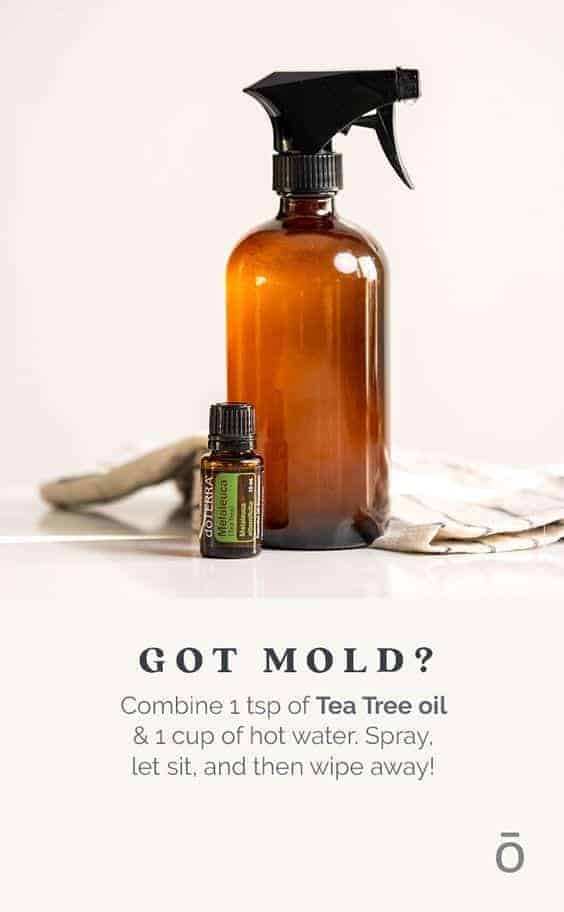Mold spray with doTERRA Tea Tree essential oil