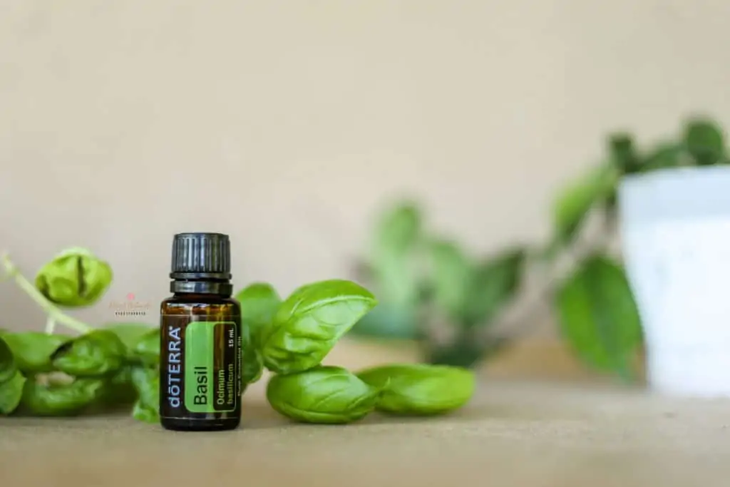 sprigs of basil leaves with a bottle of doterra basil essential oil