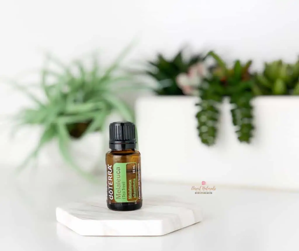 doTERRA Tea Tree 15ml essential oil with succulents