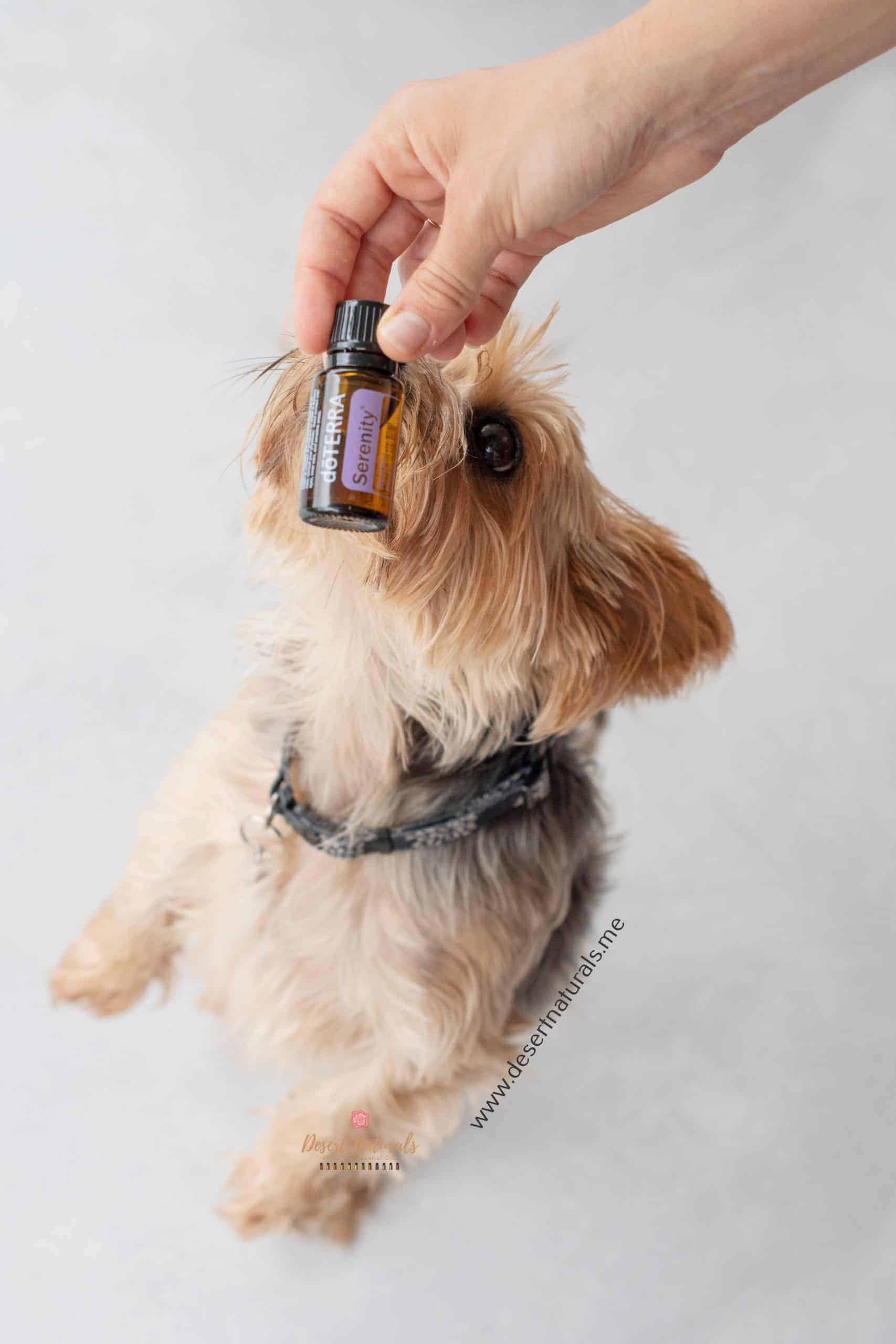 doTERRA essential oils like Serenity are safe for dogs