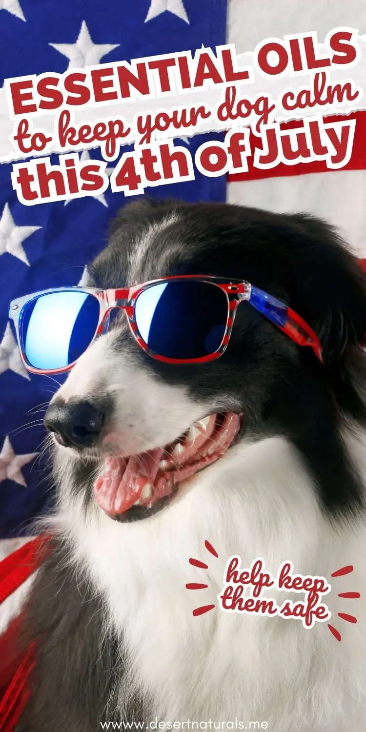 border collie in front of American Flag and wearing glass for 4th of July with text for calming essential oils for dogs