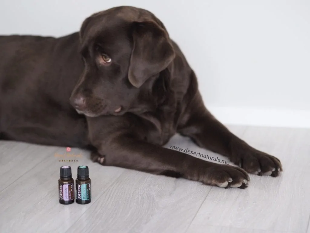 use doTERRA lavender or balance essential oils to calm your dog during fireworks, vet visits, birth, or other high stress situations