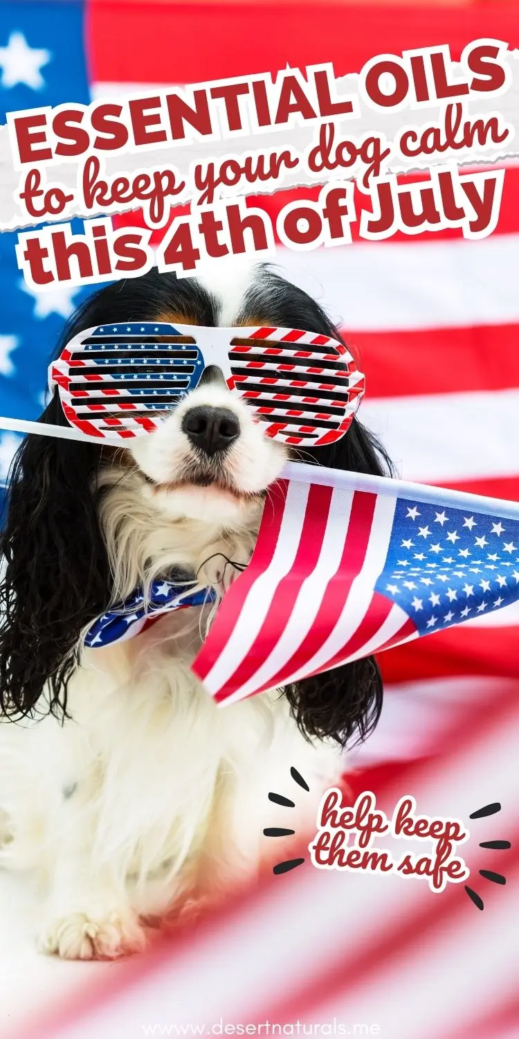 cute dog with American flag and text 4th of July essential oils to keep dogs calm