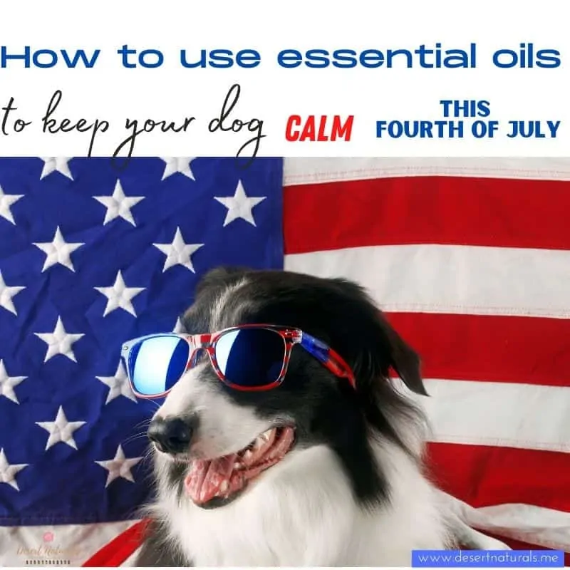 how to use essential oils to keep your dog calm on fourth of july sq