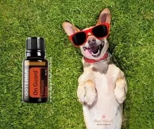 give your dog the best immune system and keep him healthy with doTERRA OnGuard essential oil