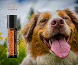 use frankincense essential oil on your dog for health