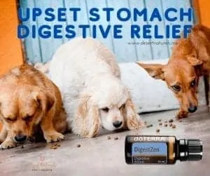 if your dog has an upset stomach, motion sickness, or gas use doTERRA digestzen