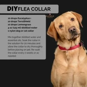 make your dog an all natural flea collar with essential oils