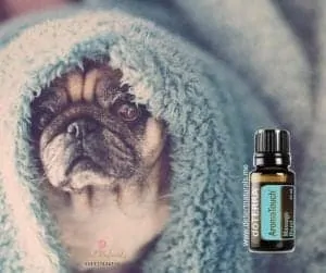 use doterra aromatouch  essential oil on your dog for sore joints