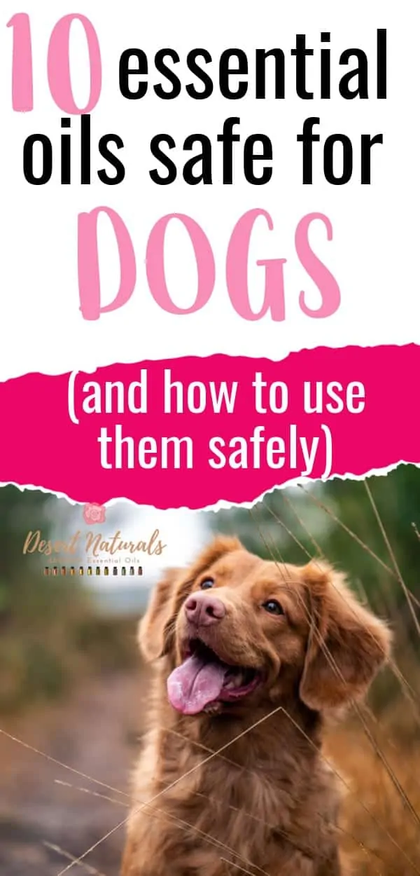 How to use doterra essential oils safely to support your dog's health