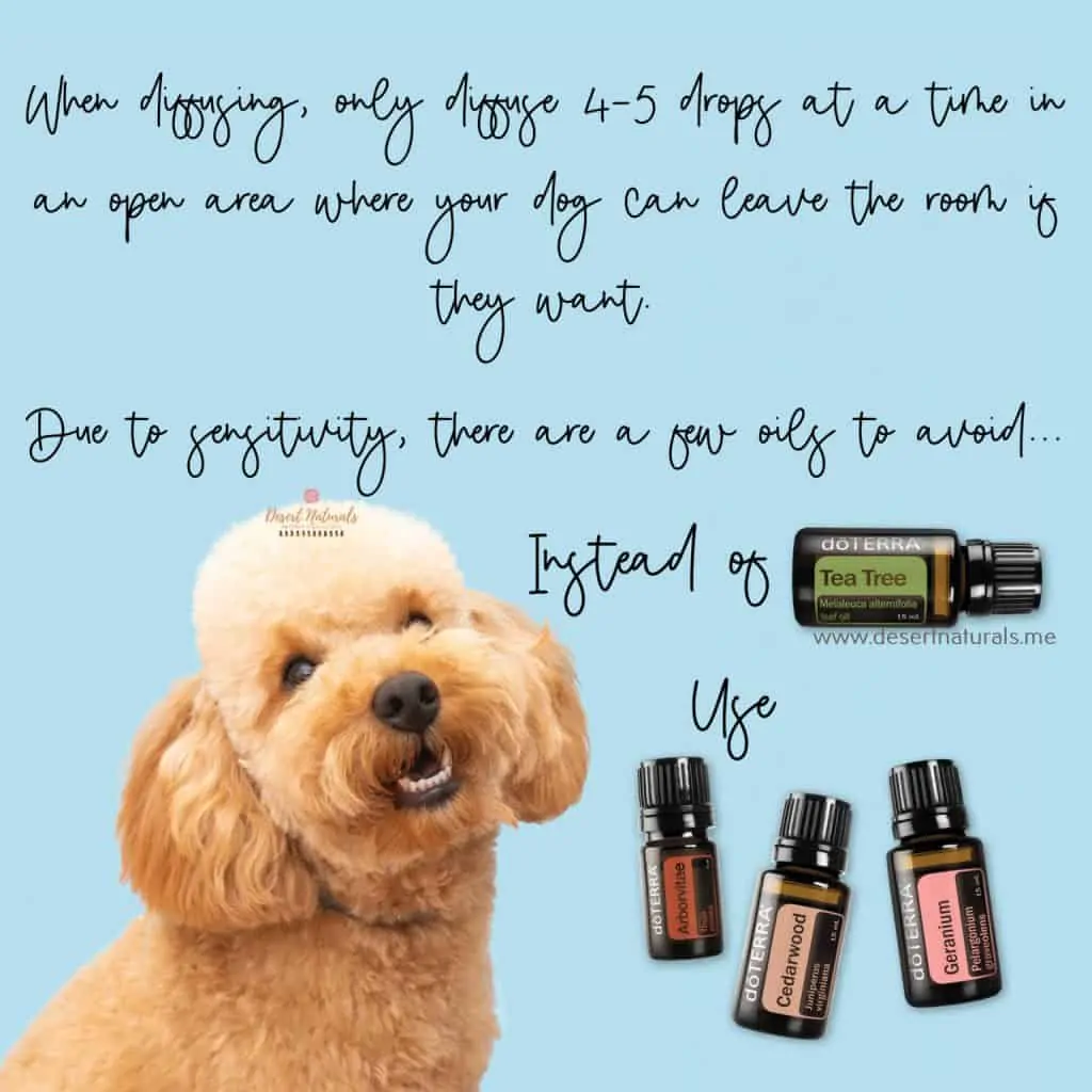 many essential oils are safe to diffuse for dogs.  Tea Tree is one to avoid