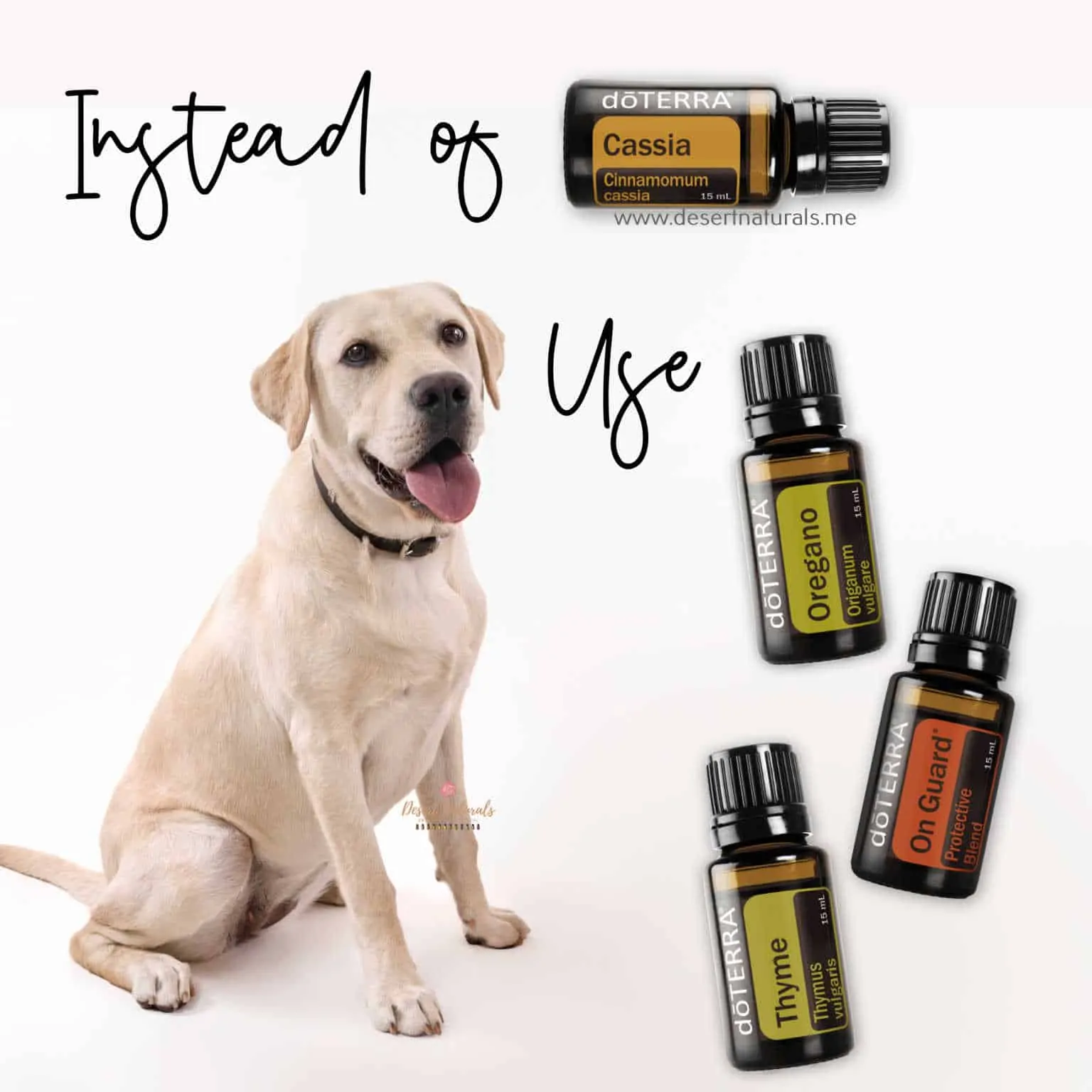caasia is a hot oil and is not safe for dogs.  Use these essential oils instead