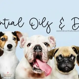 essential oils that are safe and healthy for your dog