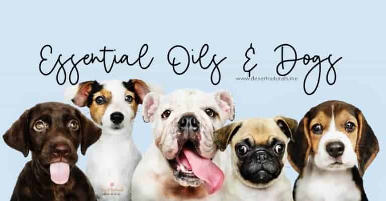 Top 10 Safe Essential Oils for Dogs And Oils That Are Toxic