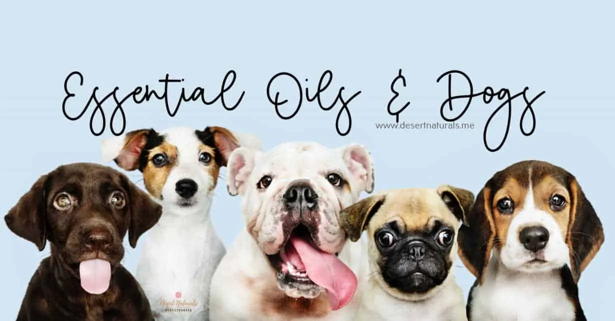 essential oils that are safe and healthy for your dog