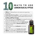 Lemon Eucalyptus - 10