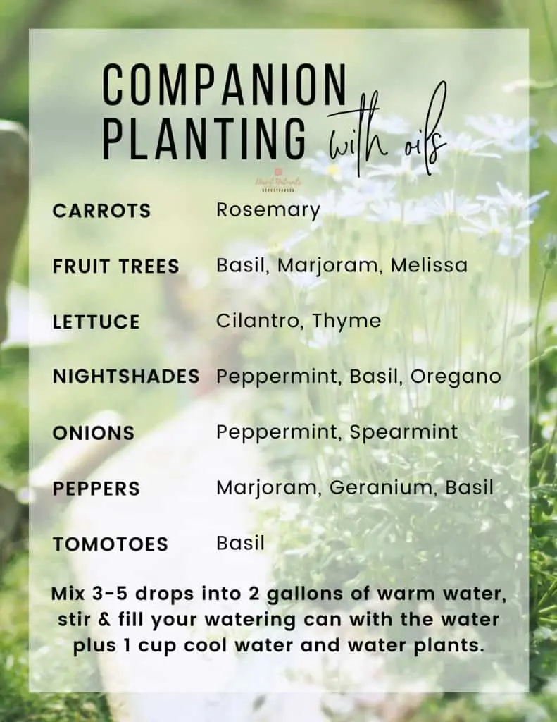 Companion Planting with essential oils a list of sprays to use to help with garden pests