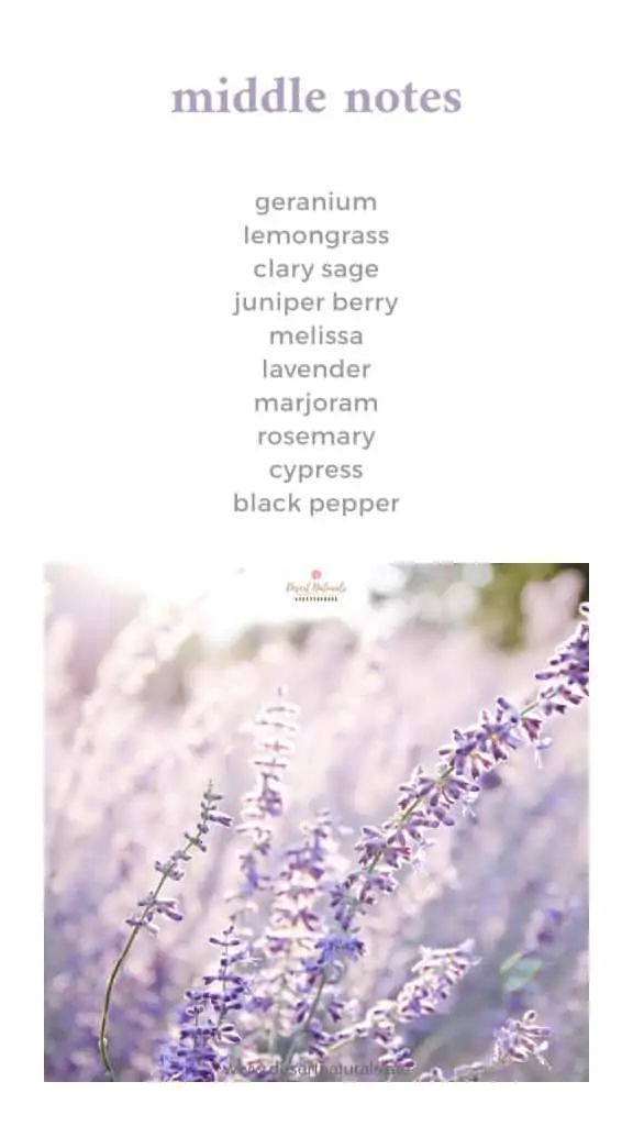 a list of middle note essential oils to use for making perfume with a lavender plant 