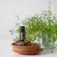 doTERRA Thyme essential oil
