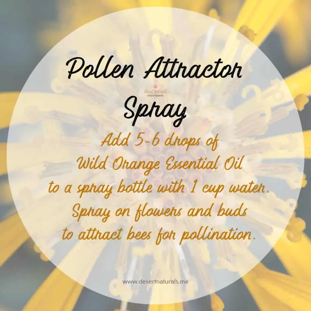 Pollinator Attractor Spray recipe for the garden using essential oils