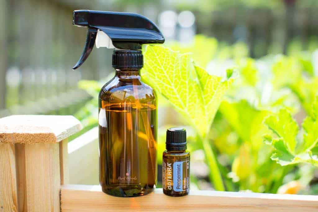 glass spray bottle with bottle of doTERRA Peppermint essential oil in front of garden