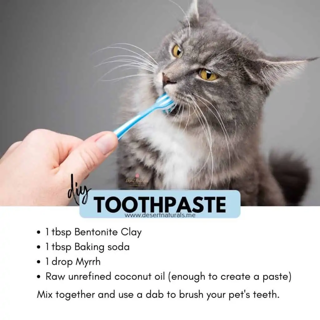 DIY cats toothpaste recipe