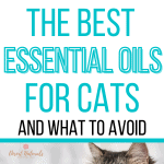 2 black and white cats with text the best essential oils for cats and what to avoid
