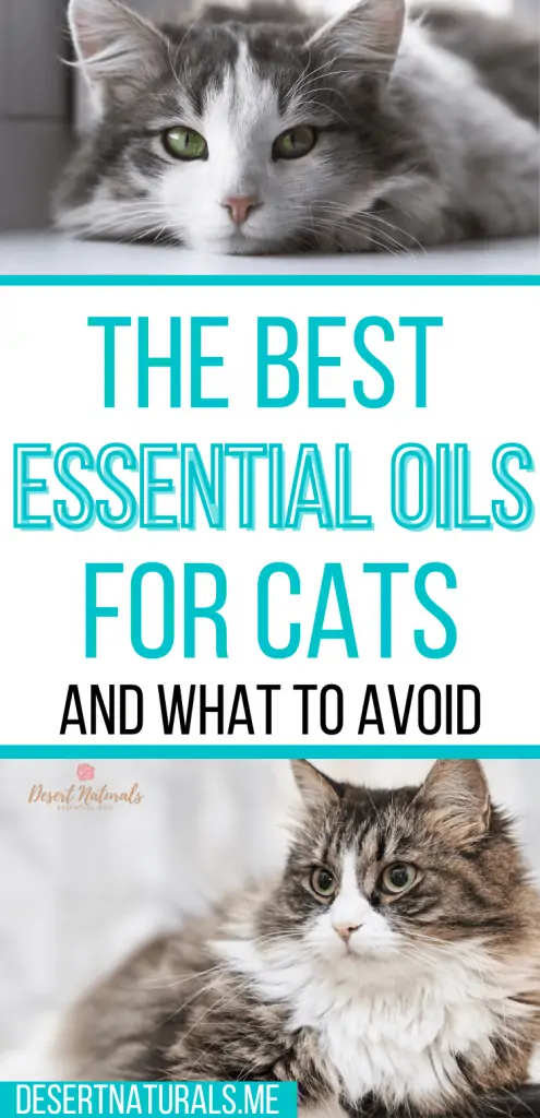 2 black and white cats with text the best essential oils for cats and what to avoid