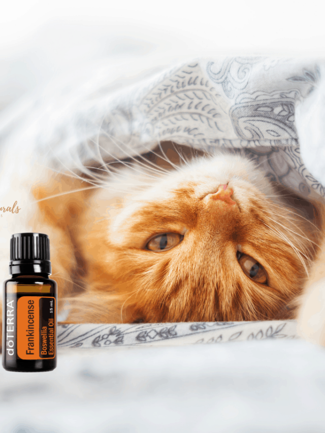 orange tabby cat sleeping under covers with bottle of doterra lavender and frankincense essential oil