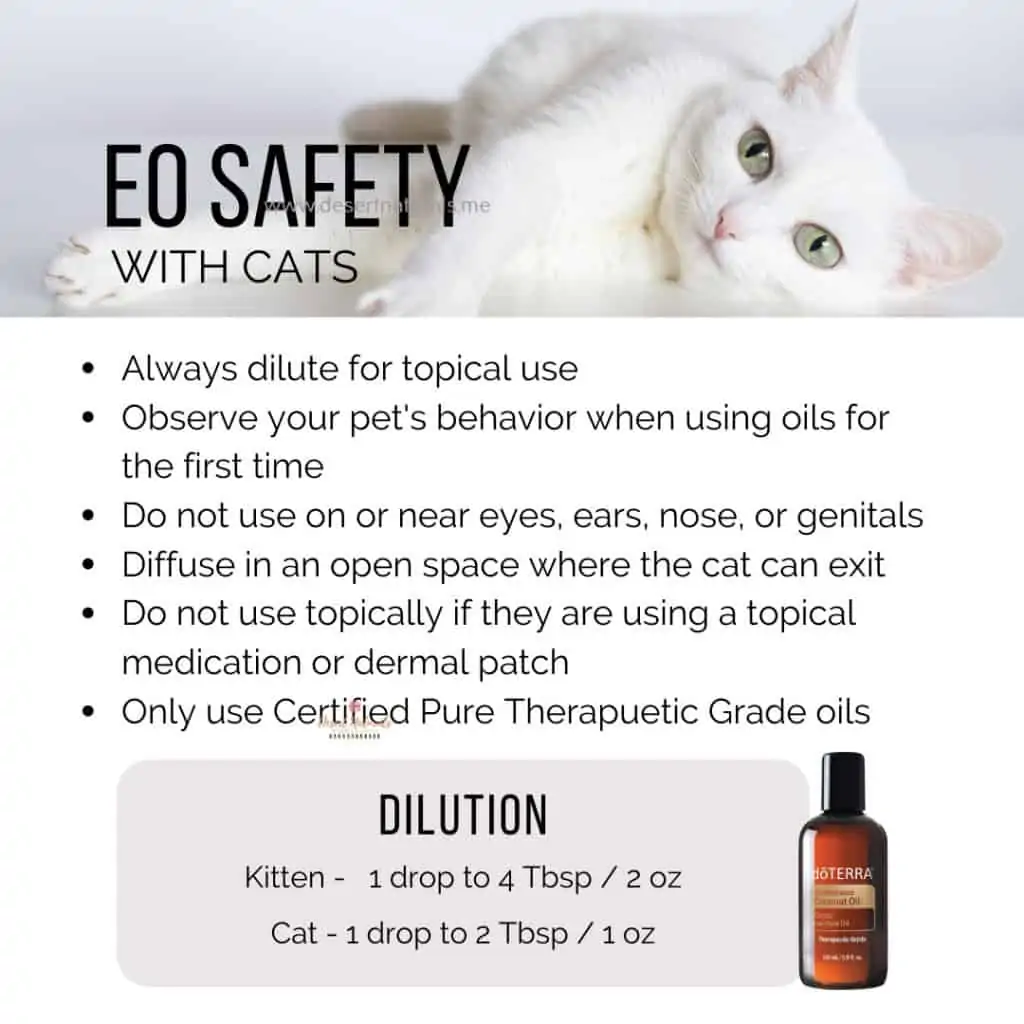 a list of essential oil safety tips for cats with a white cat