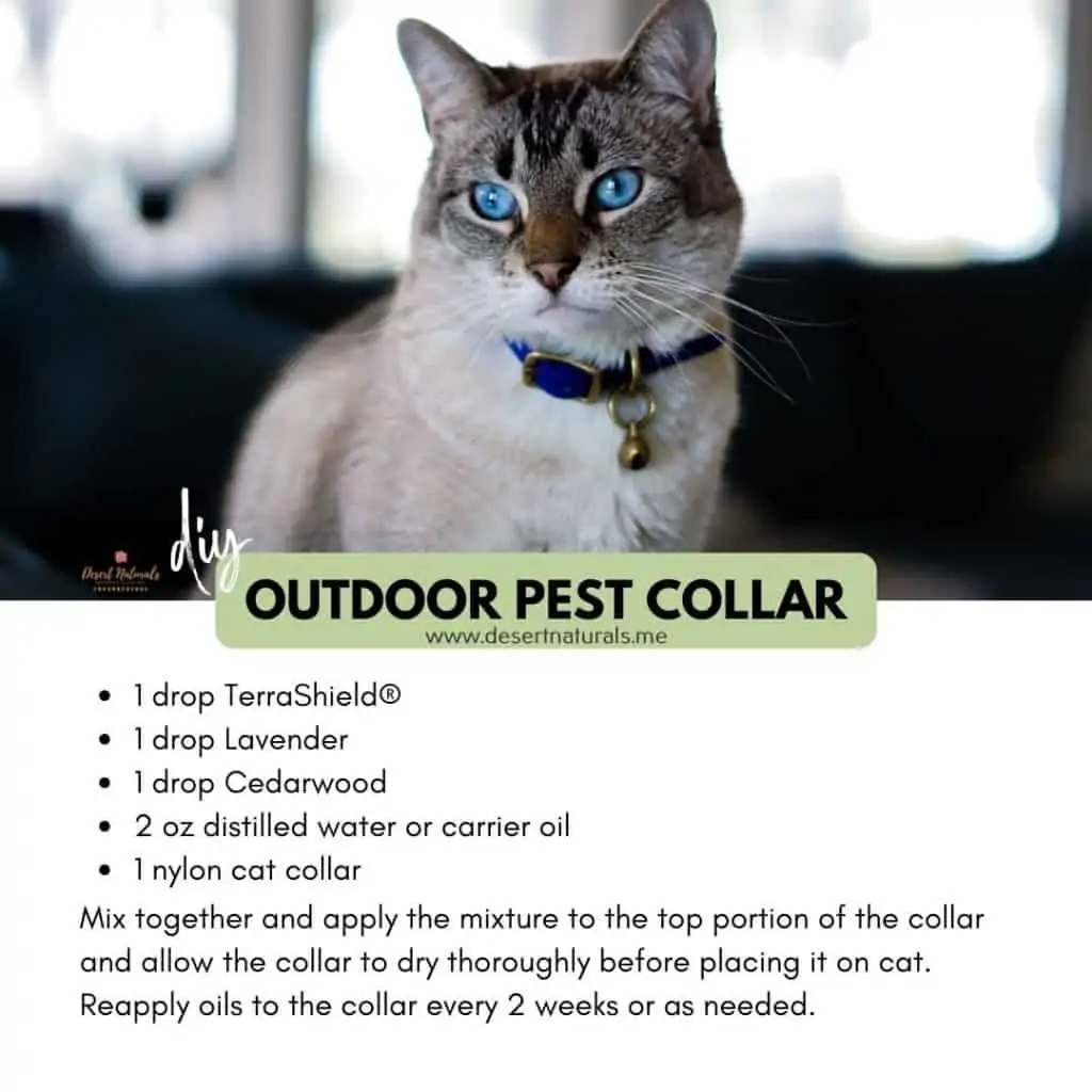 photo of cat and a recipe for an outdoor pet collar using essential oils