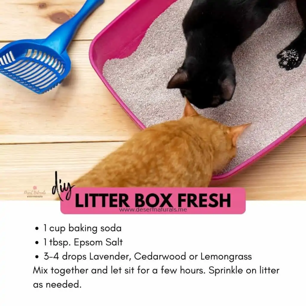 photo of cats in a litter box with a recipe for litter box refresher using essential oils