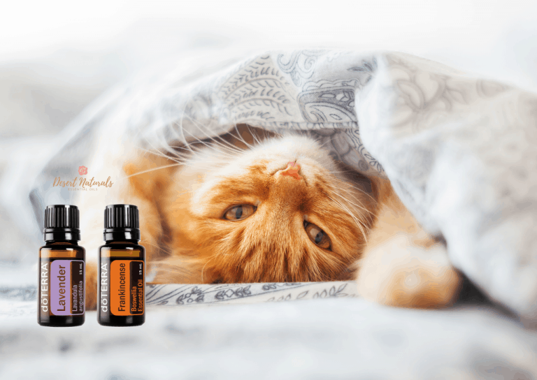 orange tabby cat sleeping under covers with bottle of doterra lavender and frankincense essential oil