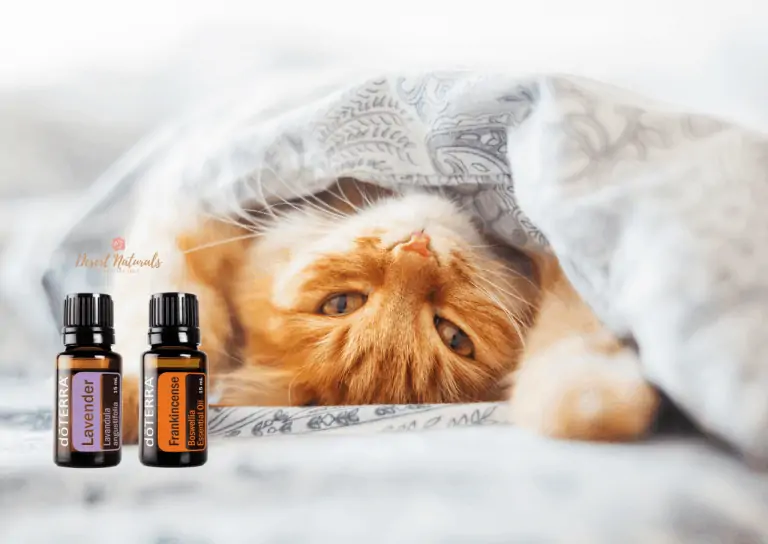 Essential Oils Safe For Cats