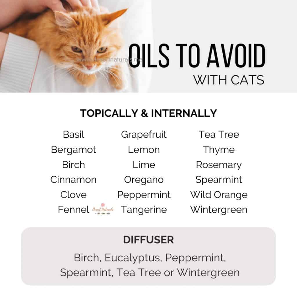 a list of essential oils to avoid with cats because they aren't safe plus an orange cat