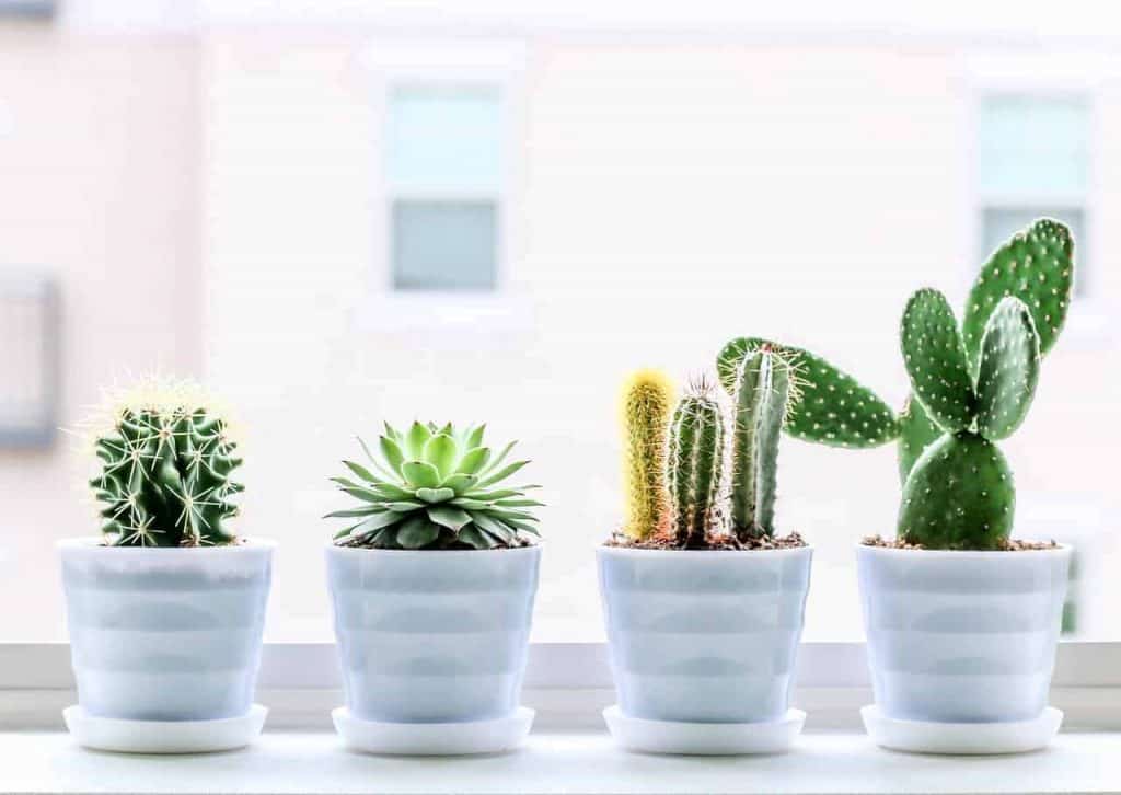 succulent cactus plant