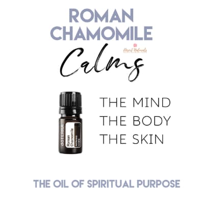 Roman Chamomile essential oil calming