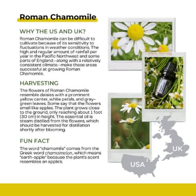 images of the roman chamomile essential oil plant and sourcing information