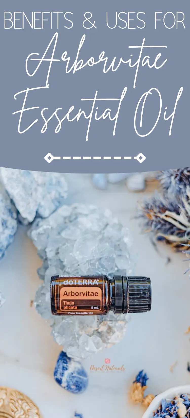 image of doterra arborvitae essential oil with text benefits and uses of arborvitae essential oil