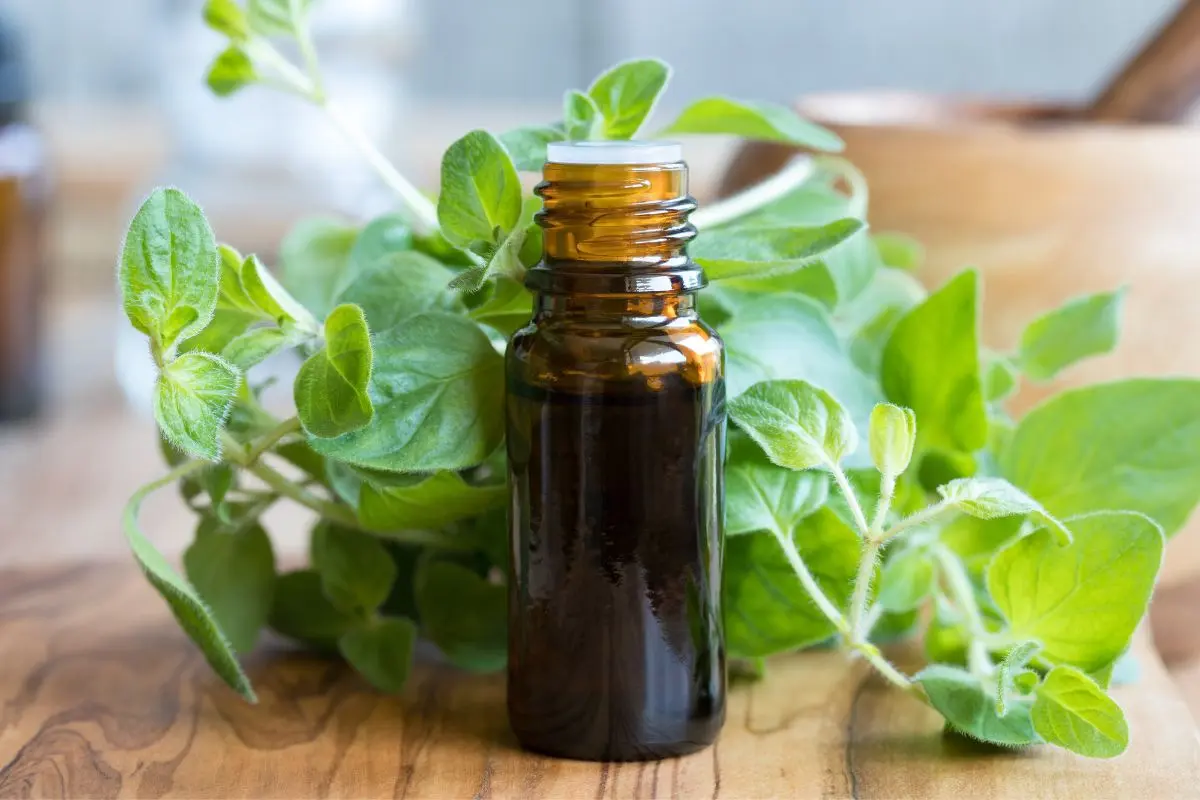 photo of bottle of oregano essential oil in front of the herb