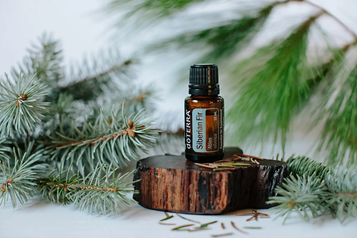 bottle of doterra siberian fir essential oil with tree sprigs