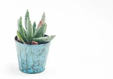 aloe vera plant in a blue pot