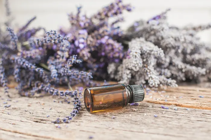 Lavender 083 1