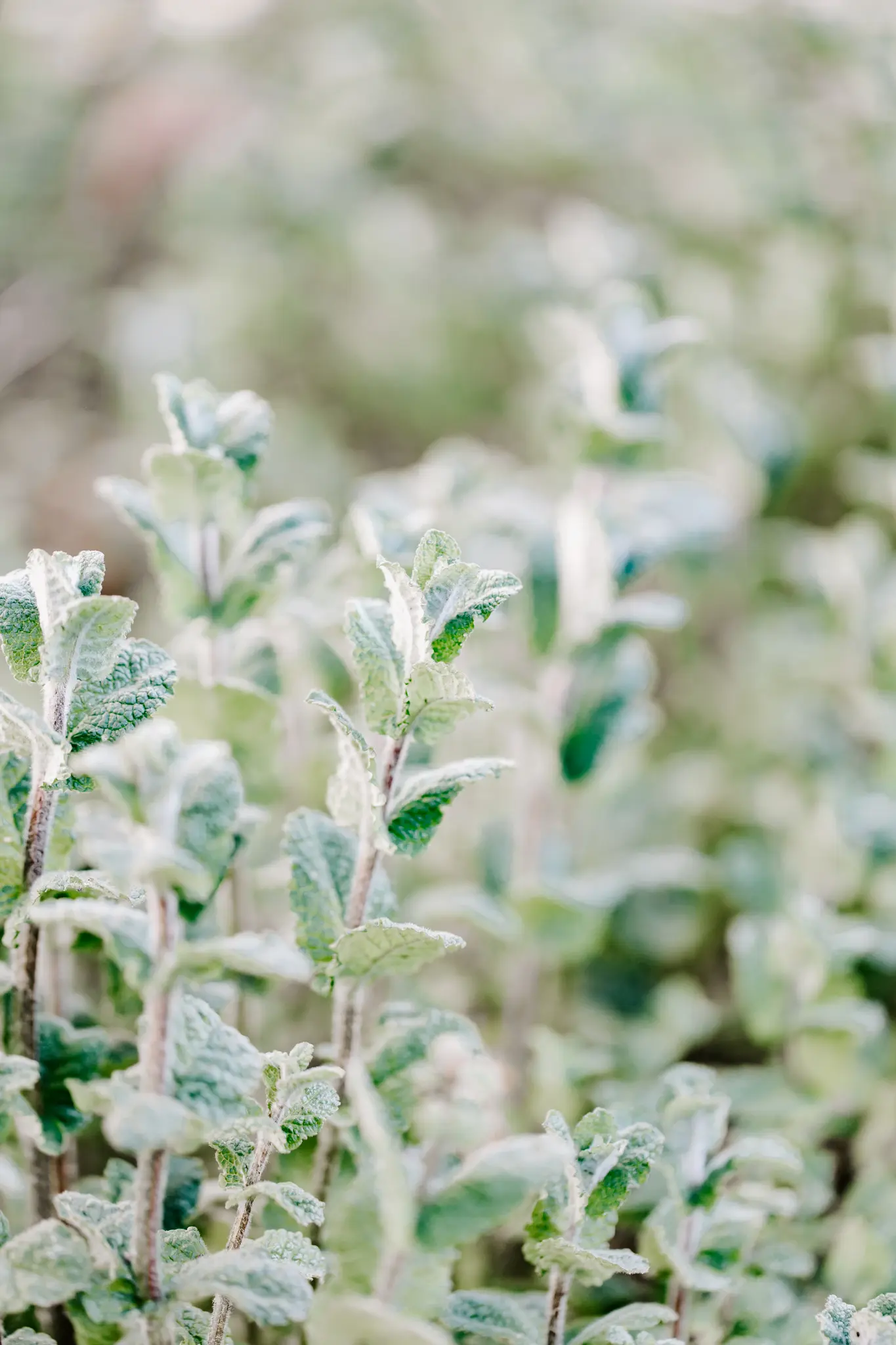 Calming Bedtime Tea Recipes For Sleep 15 lemon balm herb